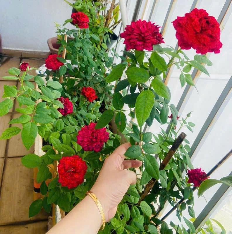The Art - Sài Gòn Gạo Khách sạn TP. Hồ Chí Minh